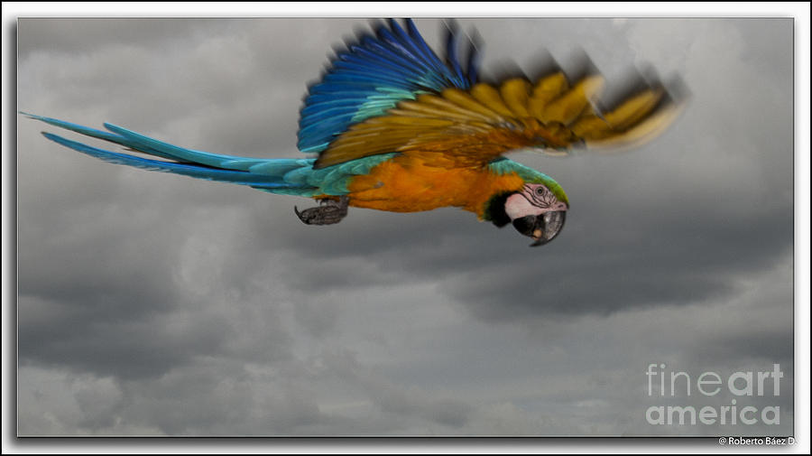 Parrot Photograph - Free Parrot by Roberto Baez Duarte