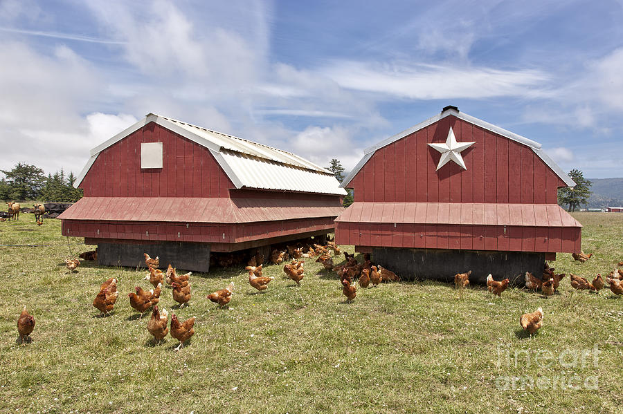 Chicken Photograph - Free Range Chicken Organic Eggs by Inga Spence