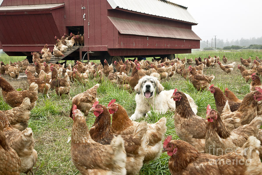 Free Range Chickens Photograph by Inga Spence