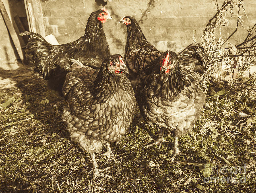 Free range poultry Photograph by Jorgo Photography