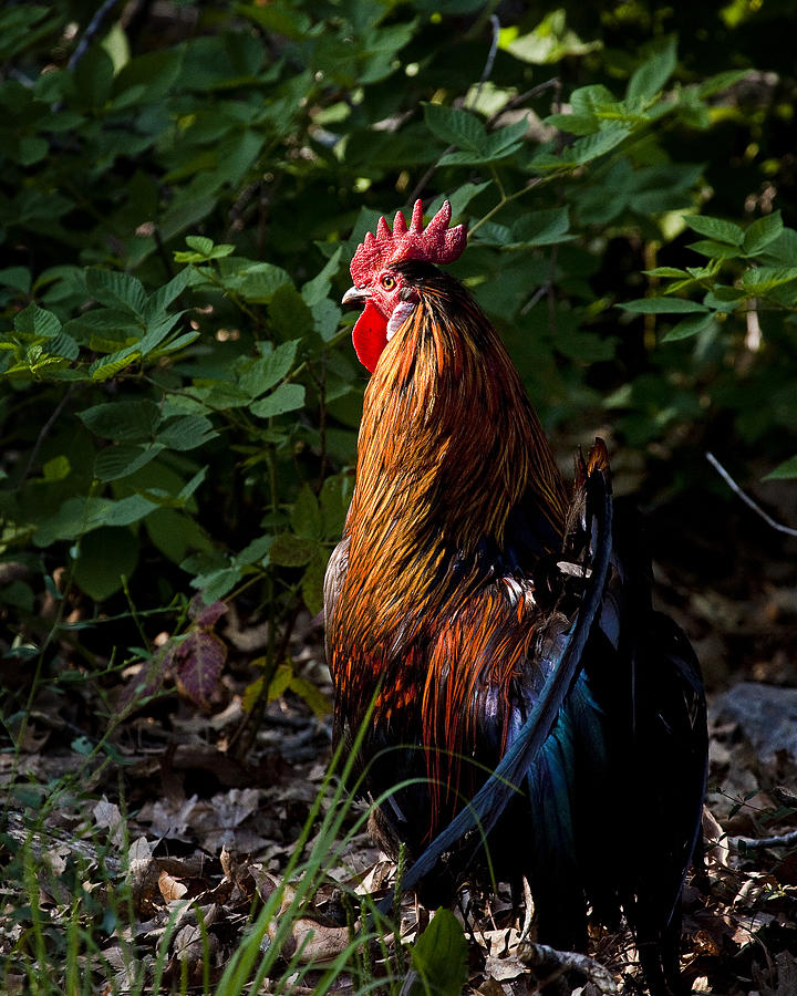 Free Range Rooster at Sunrise Photograph by Michael Dougherty