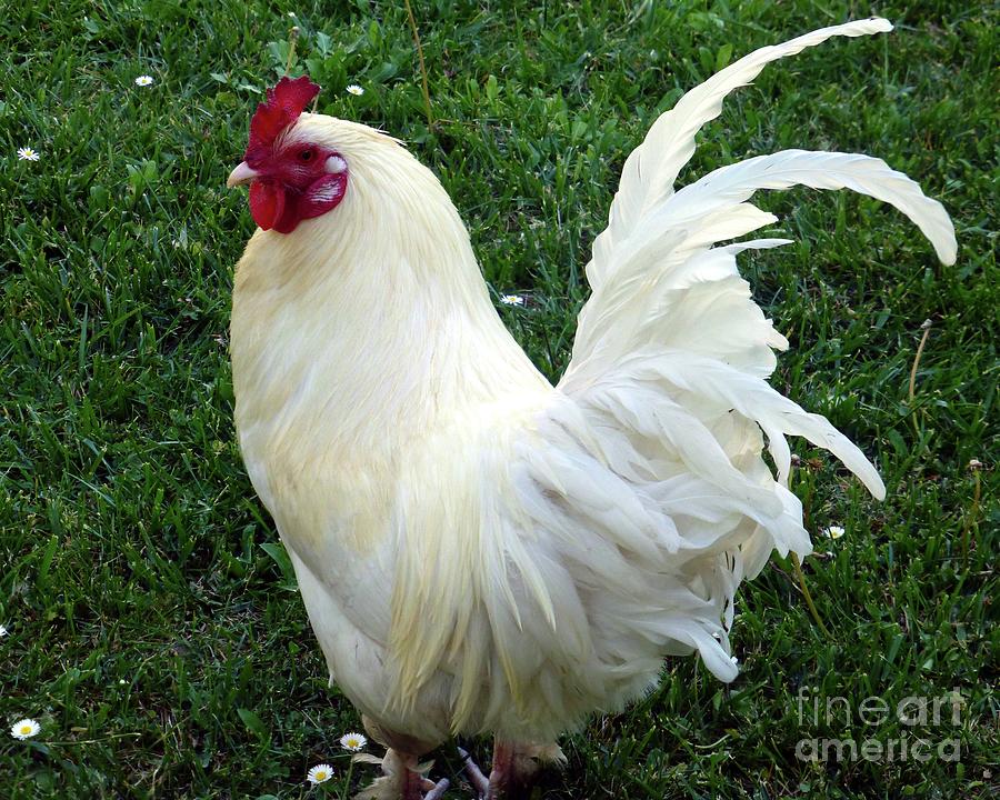 Free Range White Rooster Photograph by Barbie Corbett-Newmin