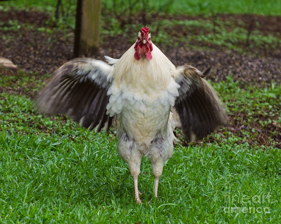 Free Ranging Rooster Photograph by Donna Brown