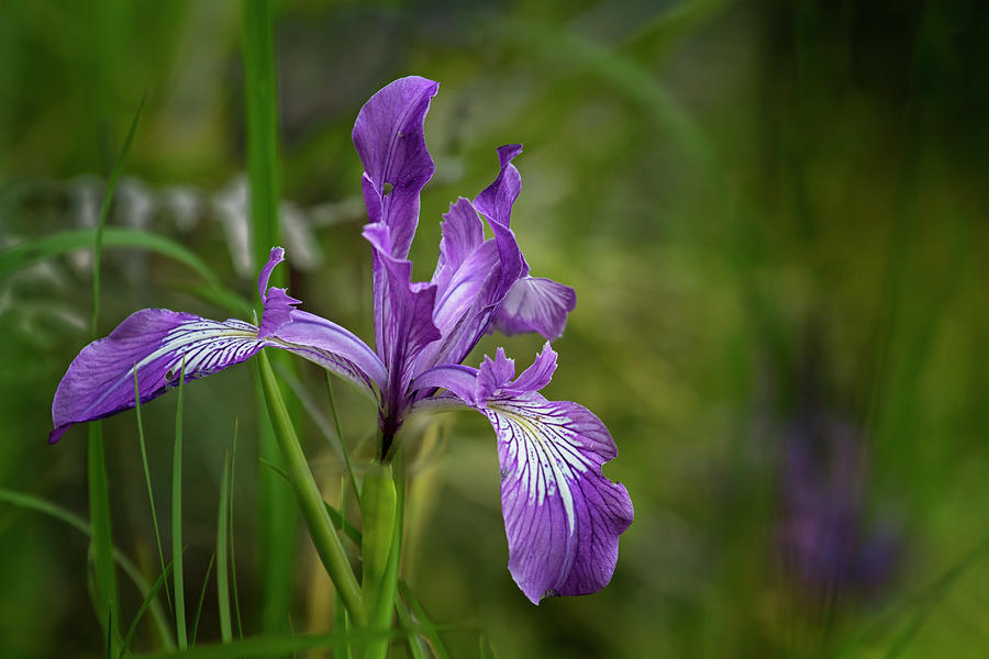 Free Ranging Wild Iris Photograph by Belinda Greb