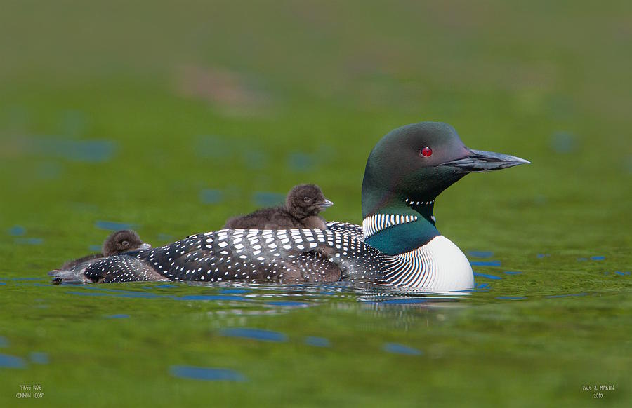 Free Ride Common Loon by Dale J Martin Free Ride Common Loon by Dale J Martin