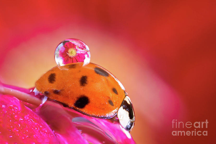 Ladybug Photograph - Free Ride II by Todd Bielby