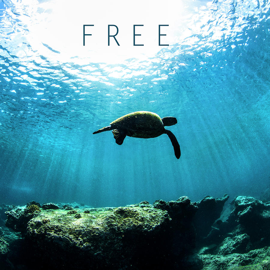Under Water Photograph - Free. by Sean Davey Under Water Photograph - Free. by Sean Davey