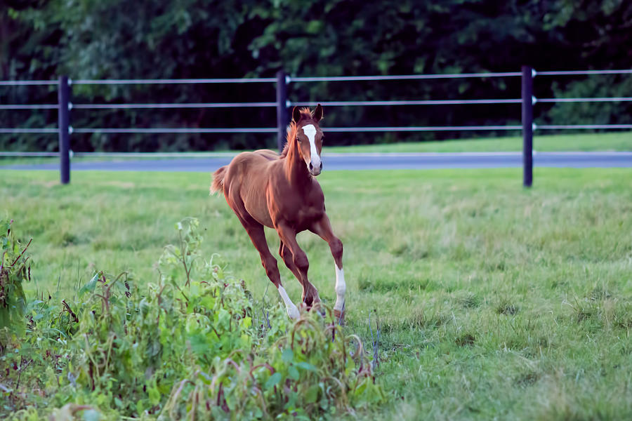 Free Spirited Foal Photograph