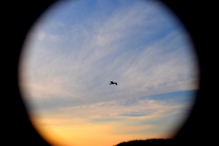 Seagull Photograph - Freebird  by Kate Arsenault 