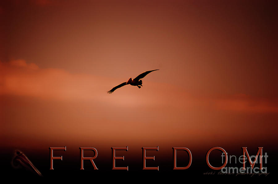 Freedom 2 Photograph by Vicki Ferrari