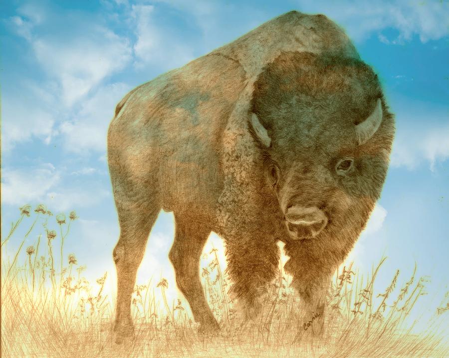 Buffalo Drawing - Freedom by Catherine Green
