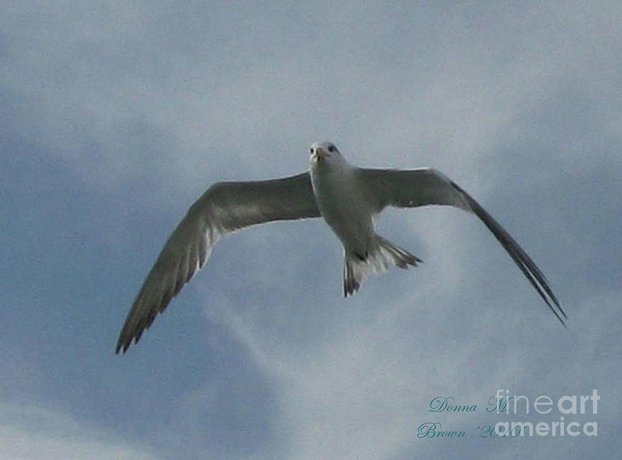Freedom Photograph by Donna Brown