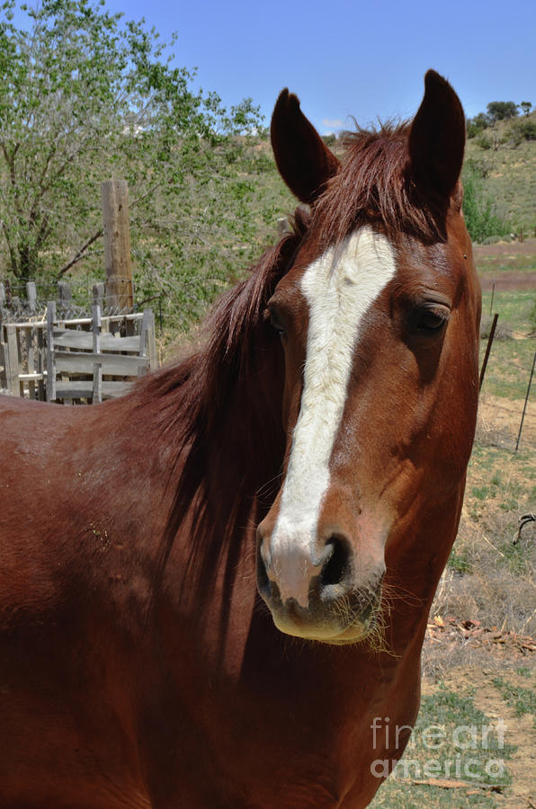 Freedom Horse Photograph