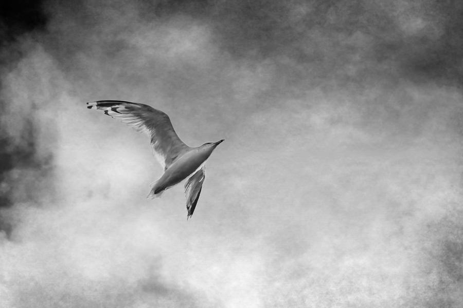 Freedom in Black and White Photograph by Maggie Terlecki