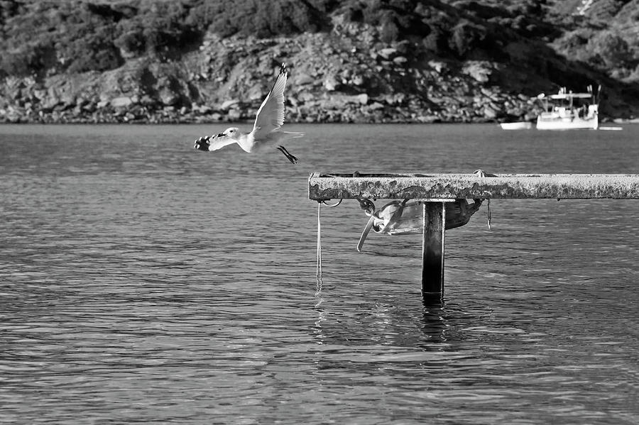 Freedom is a seagull name black and white Photograph by Pedro Cardona Llambias