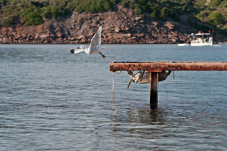 Freedom is a seagull name Photograph by Pedro Cardona Llambias