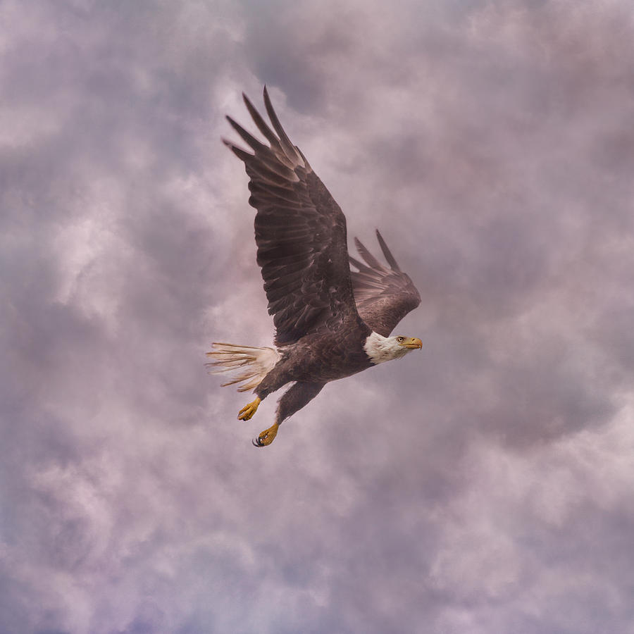 Eagle Photograph - Freedom Justice Forever by Betsy Knapp