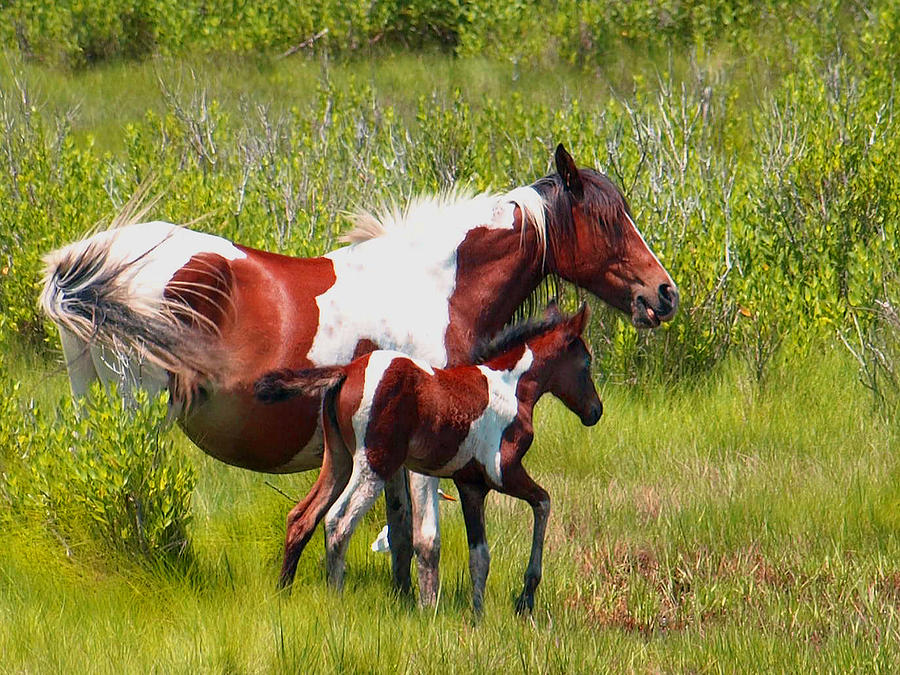 Pinto Painting - Freedom by Kim Pinto Painting - Freedom by Kim