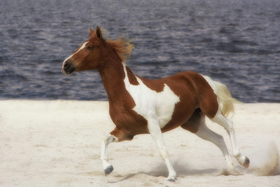 Freedom - Pinto Horse on the Beach Photograph by Mitch Spence