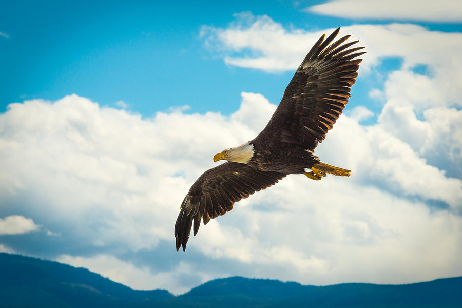 Eagle Photograph - Freedom by Stephen Degraaf