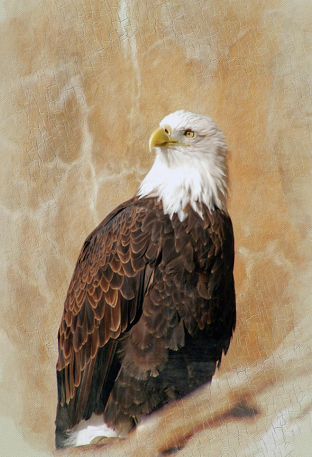 Eagle Photograph - Freedom by Stephen Schwiesow