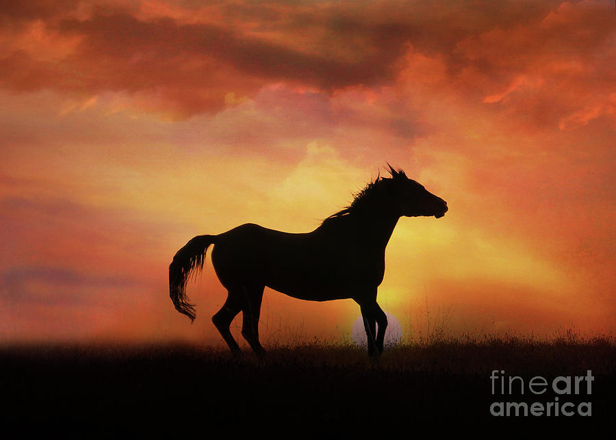 Horse Photograph - Freedom Sunset by Stephanie Laird
