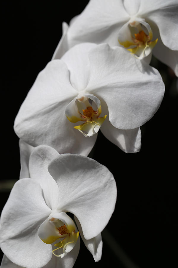 Freefalling Orchids Photograph by Tammy Pool