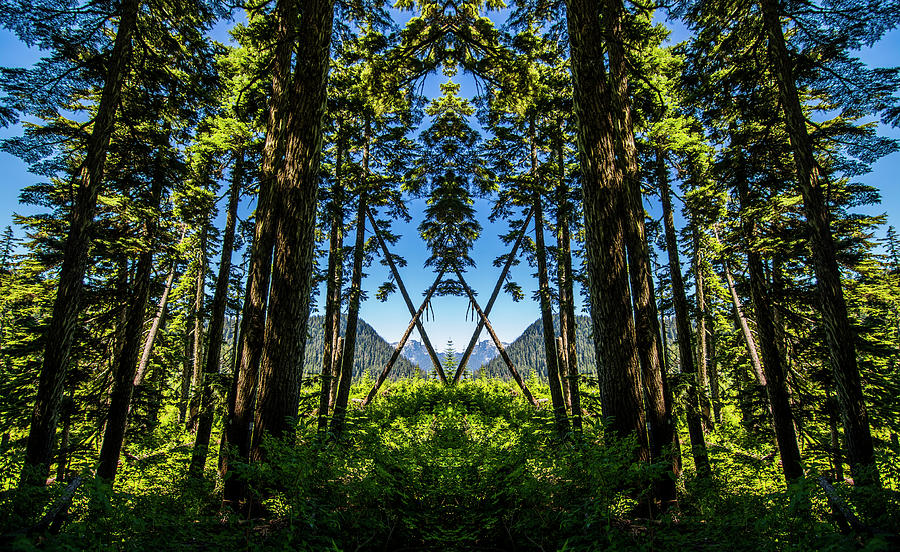Freemason Trees Digital Art by Pelo Blanco Photo