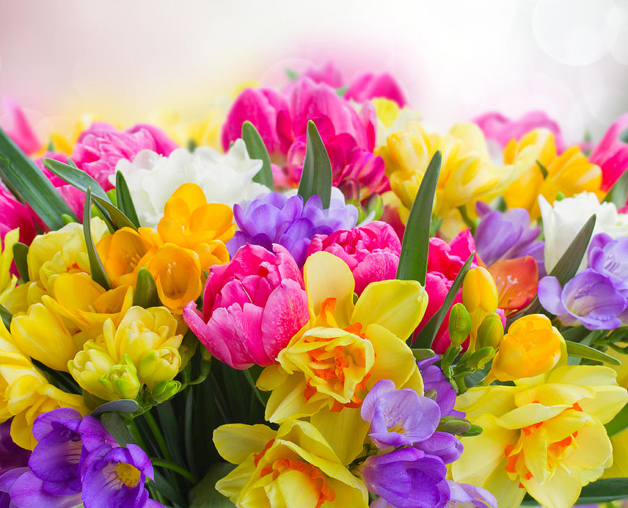 Freesia and Daffodil  Flowers Photograph by Anastasy Yarmolovich