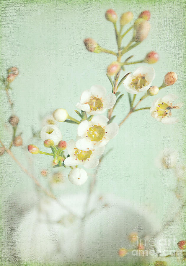 Flower Photograph - Freesia Blossom by Lyn Randle