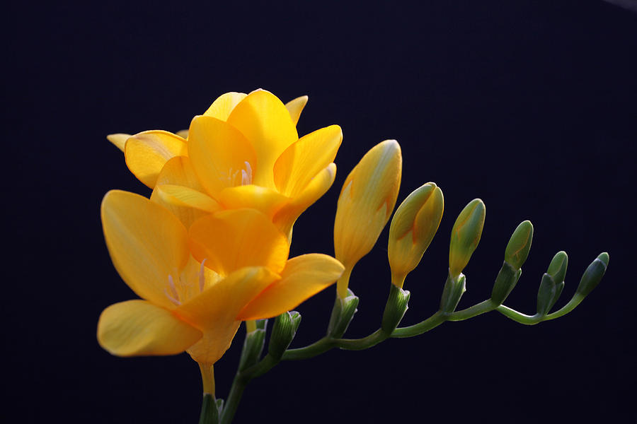 Freesia Comb Photograph by Tammy Pool