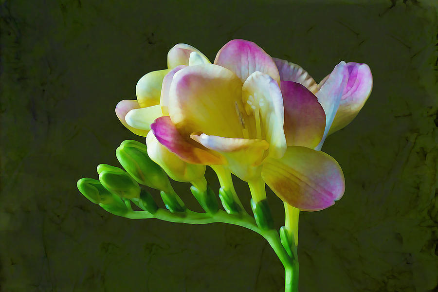 Freesia Flower Painted Macro Photograph by Sandi OReilly