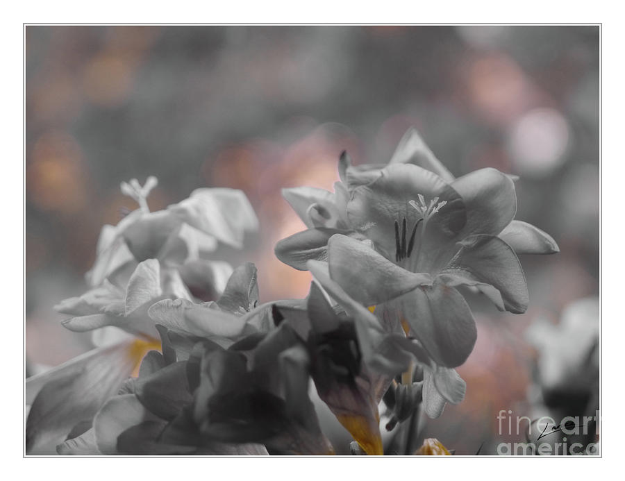Freesia'a Without Colour by Lance Sheridan-Peel Freesia'a Without Colour by Lance Sheridan-Peel