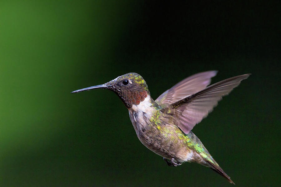 Freeze Frame - Ruby-throated Hummingbird - Trochilus colubris Photograph by Spencer Bush