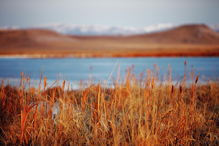 Mountain Photograph - Freezeout Reeds by Todd Klassy