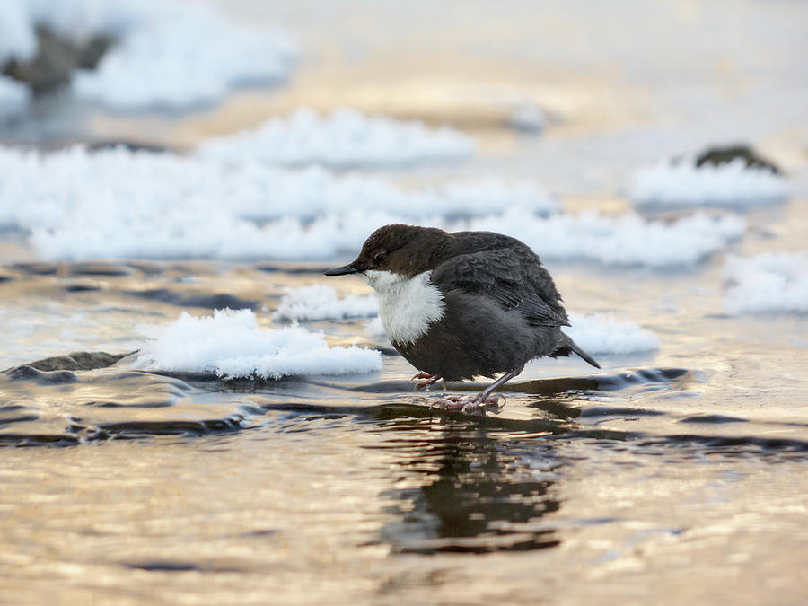 Freezing Water. White-throated Dipper Photograph