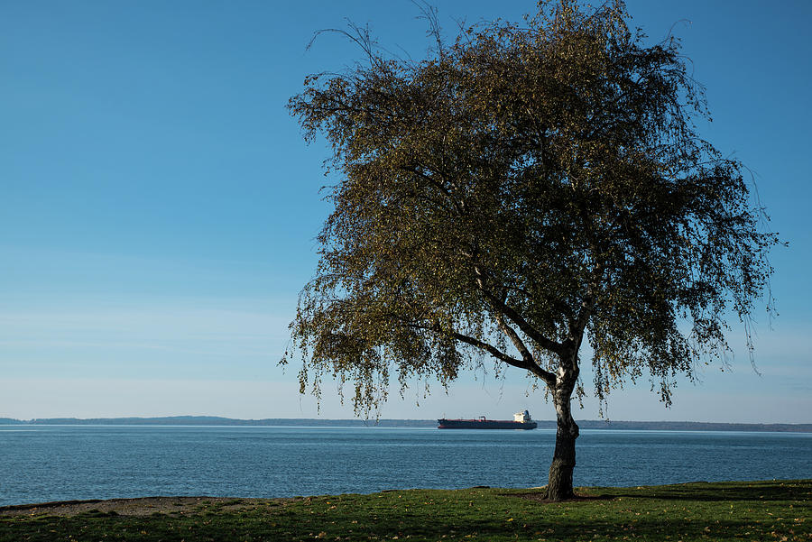 Freighter and November Birch Photograph by Tom Cochran