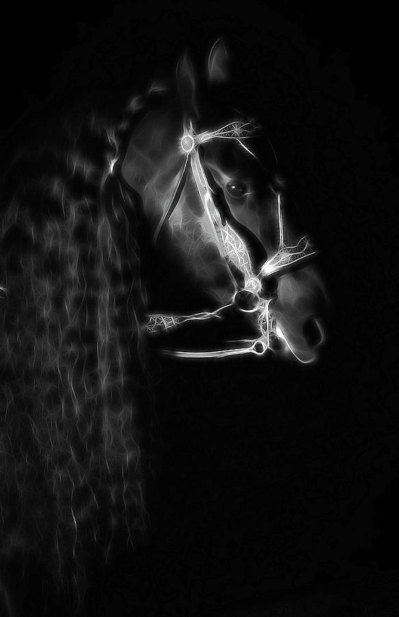 Horse Photograph - Freisian Shadow by Athena Mckinzie