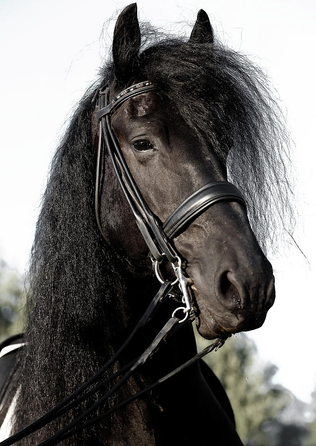 Freisian Spirit Horse Photograph by Athena Mckinzie