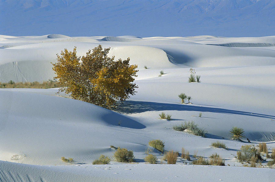 Fremont Cottonwood at White Sands Photograph by Konrad Wothe