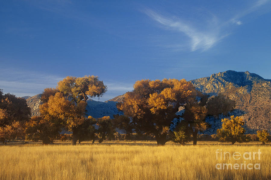 Fremont Cottonwoods Poulus Fremontii In Fall Color California Photograph by Dave Welling