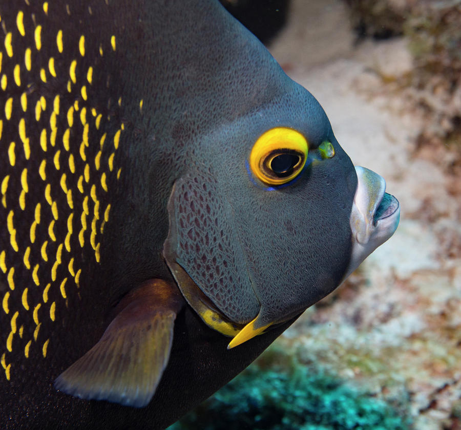 French Angel Fish Closeup Photograph by Jean Noren