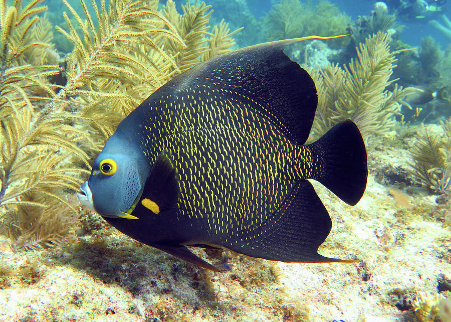 French Angelfish 1 Photograph by Daryl Duda