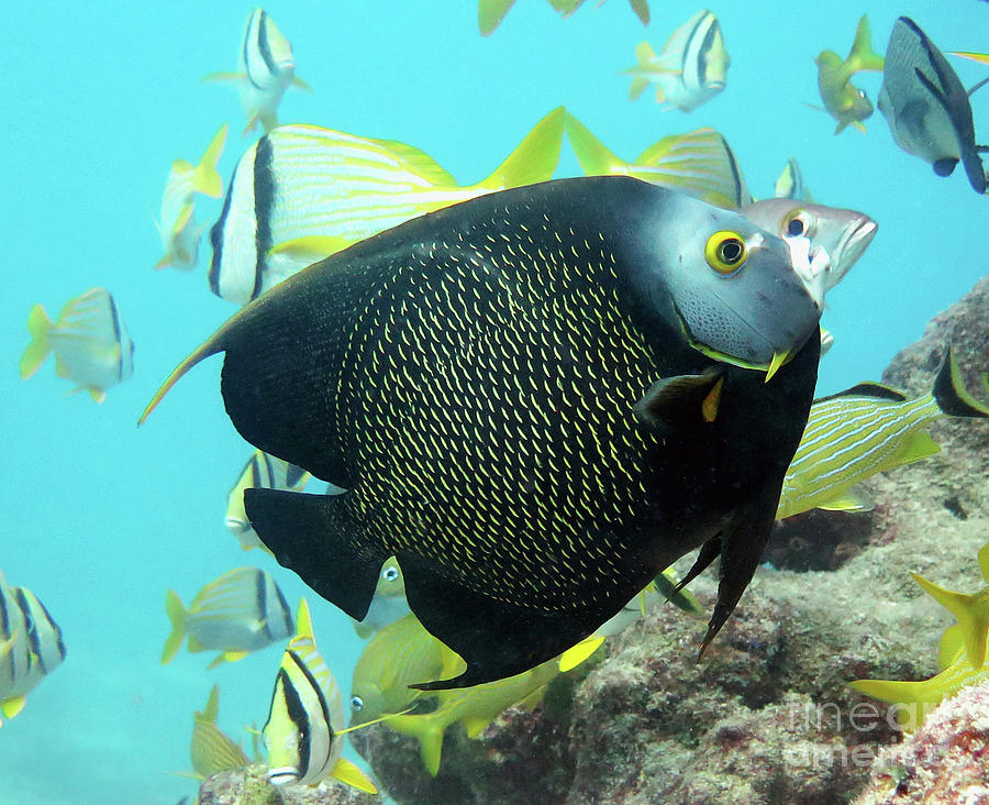 French Angelfish 4 Photograph by Daryl Duda