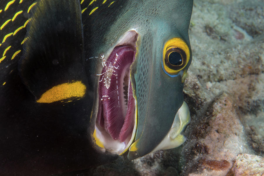 angelfish shrimp