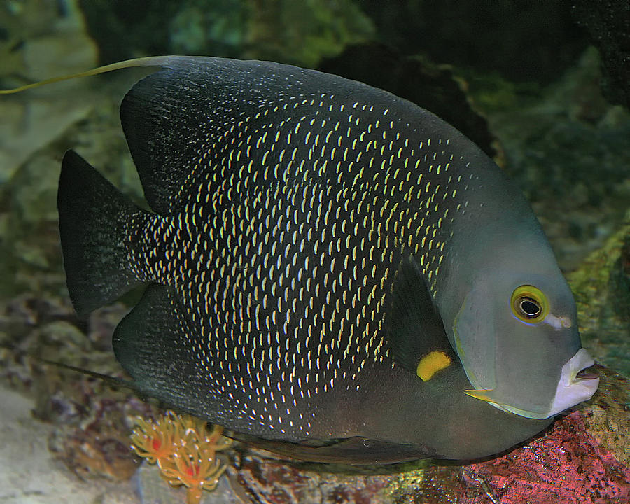 French Angelfish Photograph by Larry Linton