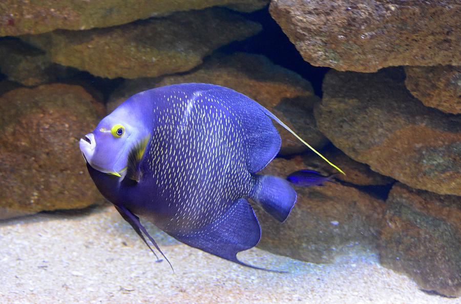 French Angelfish Photograph by Richard Bryce and Family