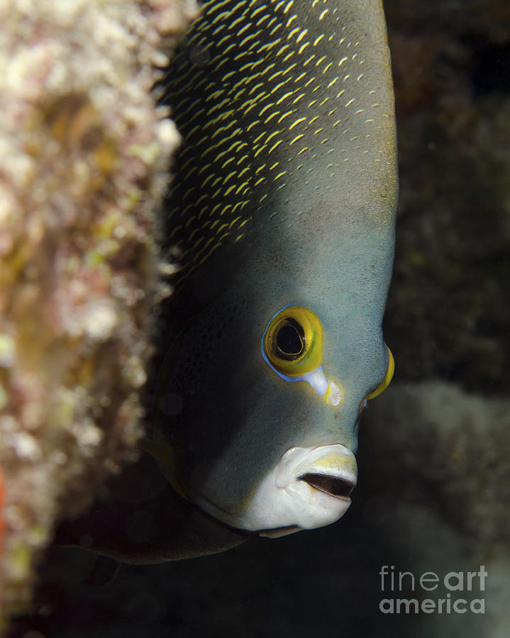 French Angelfish, West Palm Beach Photograph