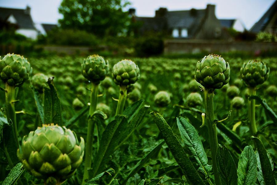 French Artichokes Photograph by Eric Tressler