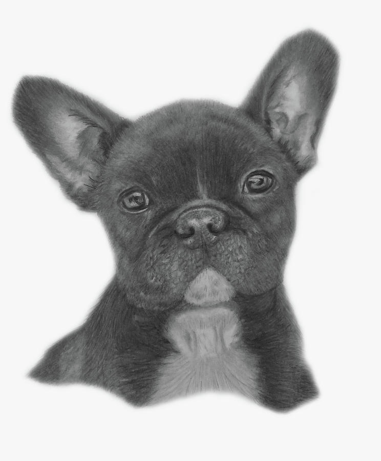 French Bulldog Drawing by Claire Fagan